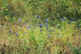 Gentiana triflora