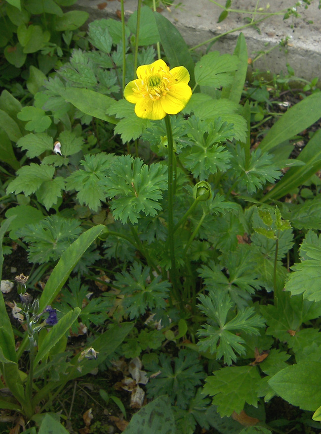 Изображение особи Trollius pumilus.