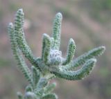 Achillea wilhelmsii