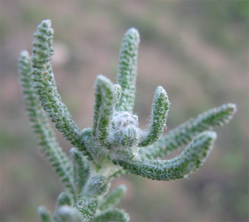 Изображение особи Achillea wilhelmsii.