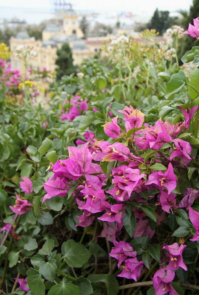 Image of Bougainvillea glabra specimen.