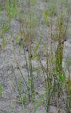 Juncus haenkei
