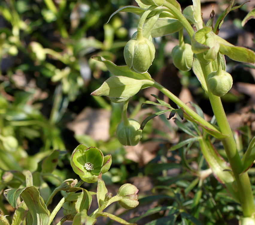 Изображение особи Helleborus foetidus.