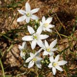 Ornithogalum kochii. Цветки. Ростовская обл., Неклиновский р-н, Лакедемоновское с/п, Беглицкая коса. 29.04.2013.