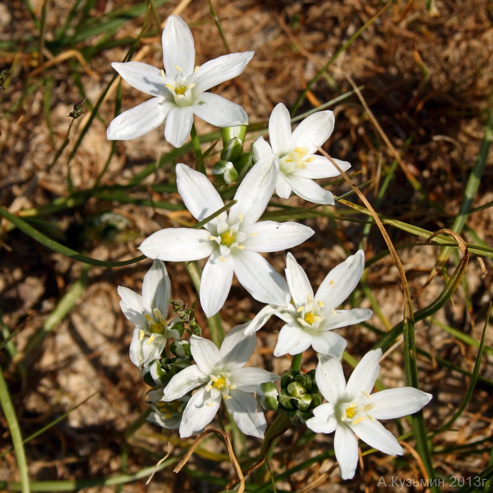 Изображение особи Ornithogalum kochii.