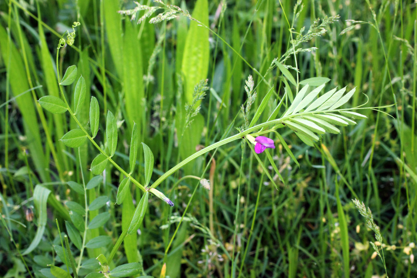 Изображение особи Vicia angustifolia.