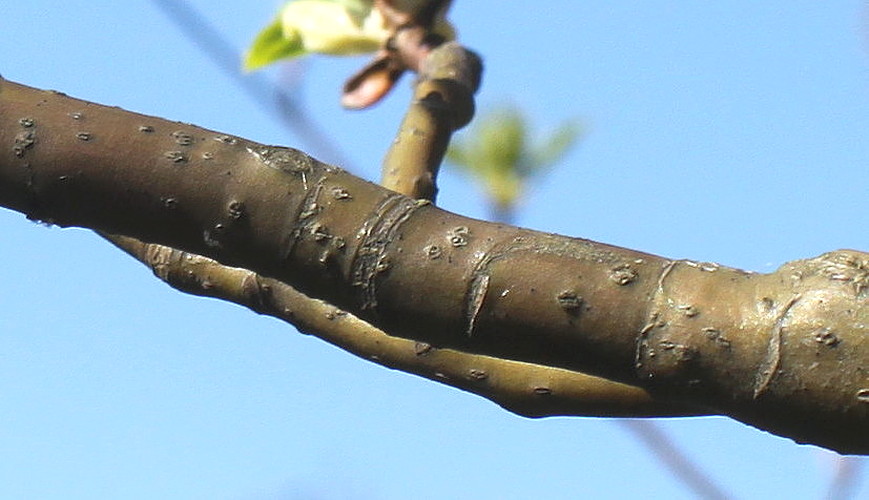 Image of Swida alternifolia specimen.