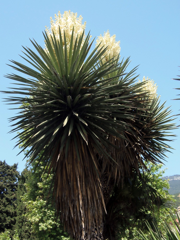 Изображение особи Yucca treculeana.