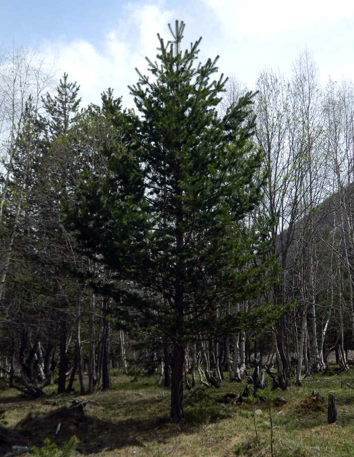 Image of Pinus sylvestris ssp. hamata specimen.