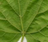 Tilia cordata