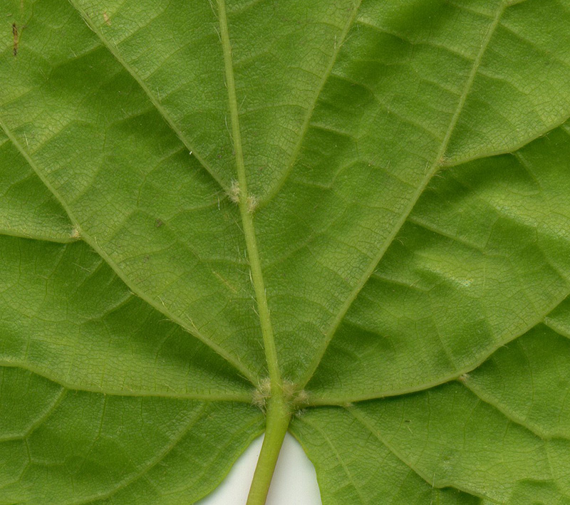 Image of Tilia cordata specimen.