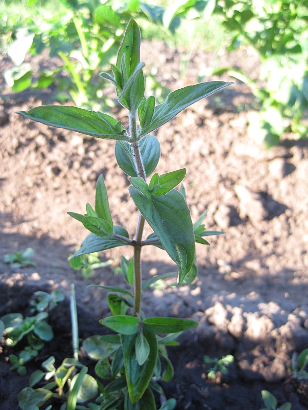 Image of genus Pycnanthemum specimen.