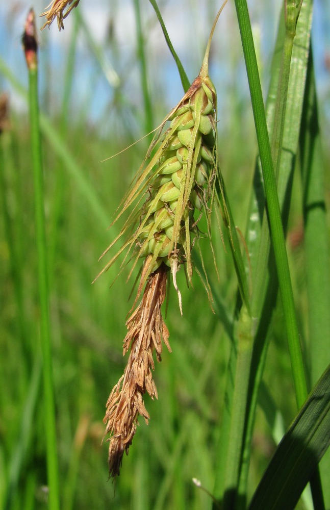 Изображение особи Carex paleacea.