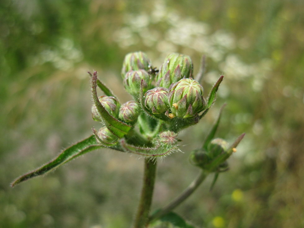 Изображение особи Picris hieracioides.