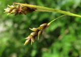 Carex capillaris. Верхушка побега с соплодиями. Архангельская обл., Холмогорский р-н, окр. пос. Усть-Пинега, обрыв р. Пинега, на обнажении горной породы. 20.07.2013.