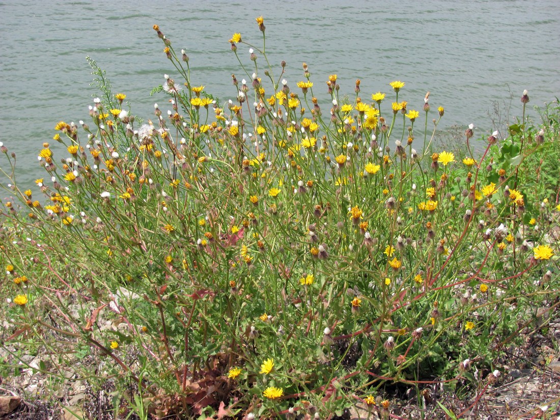 Изображение особи Crepis rhoeadifolia.