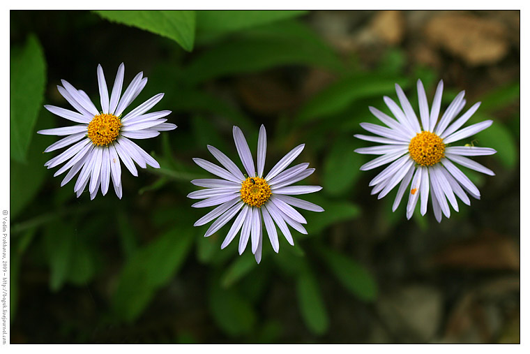 Image of Aster alpinus specimen.