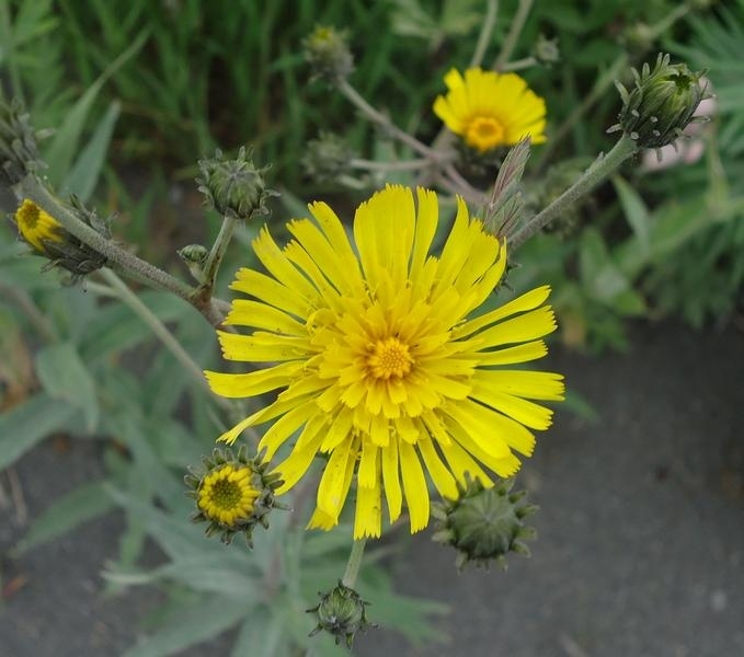 Image of Hieracium umbellatum specimen.