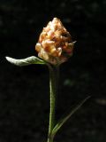 Centaurea jacea subspecies substituta. Верхушка побега с нераспустившимся соцветием. Краснодарский край, окр. г. Крымск, дубово-буковый лес, обочина горно-лесной дороги. 18.08.2013.