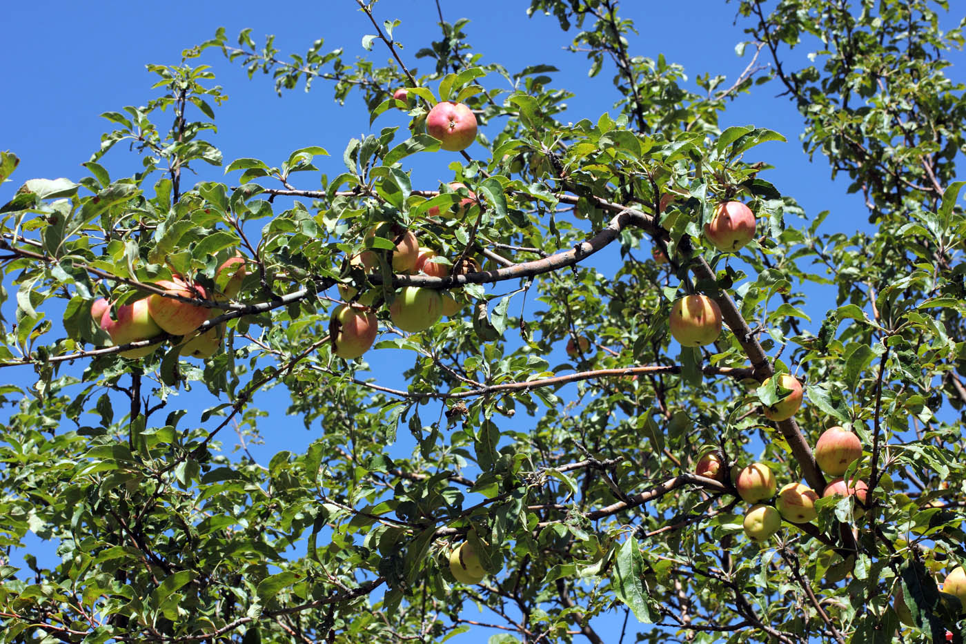 Изображение особи Malus sieversii.