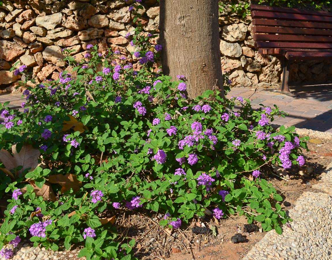 Изображение особи Lantana montevidensis.