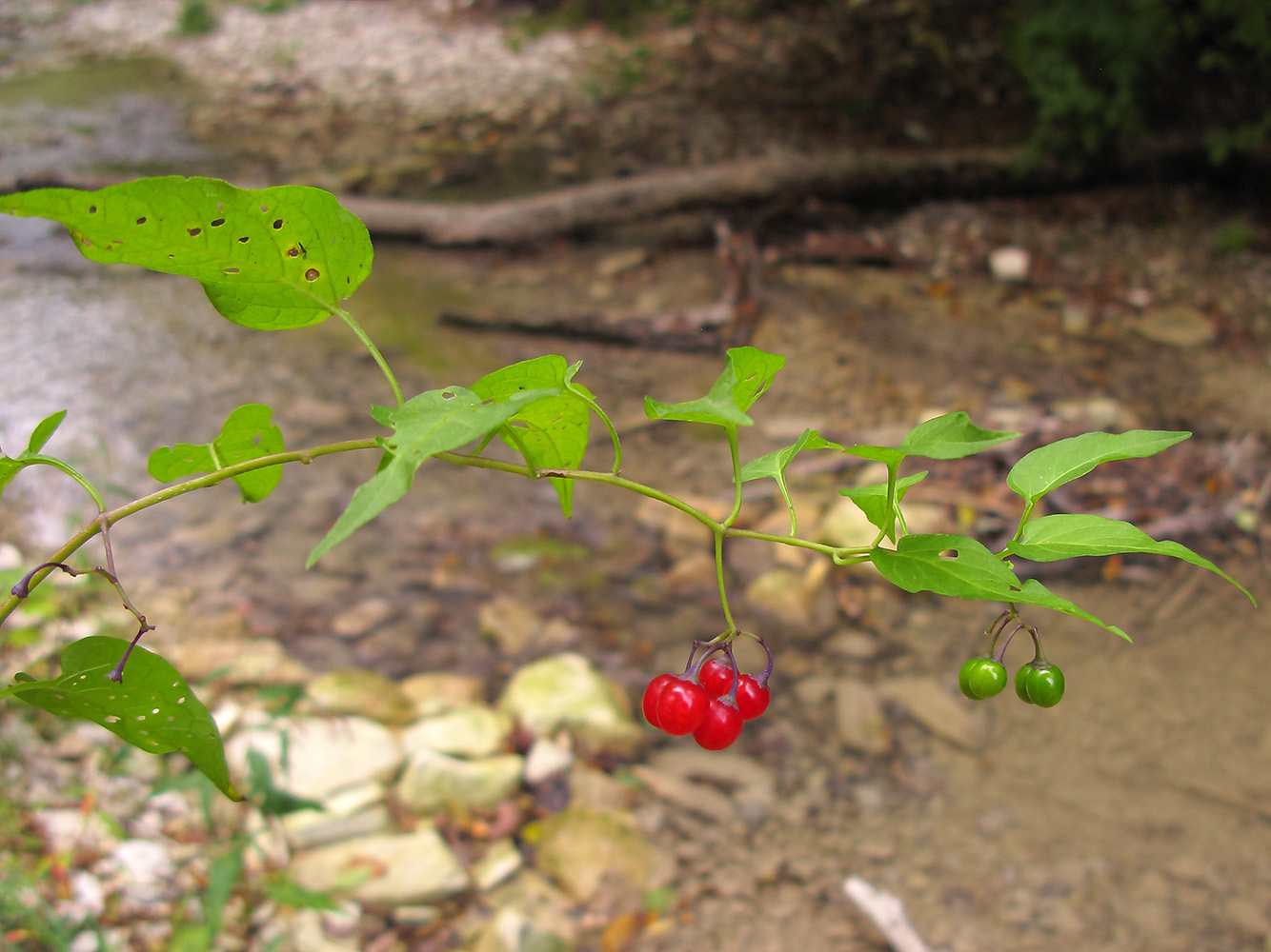 Изображение особи Solanum dulcamara.