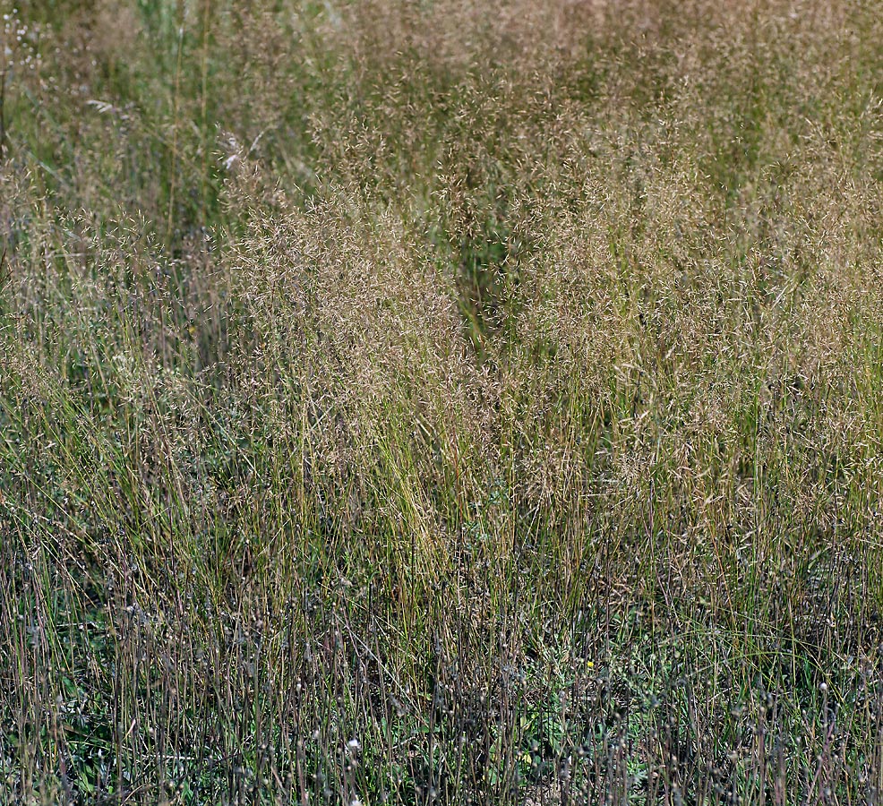 Изображение особи род Agrostis.