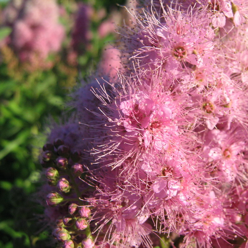 Image of Spiraea × billardii specimen.