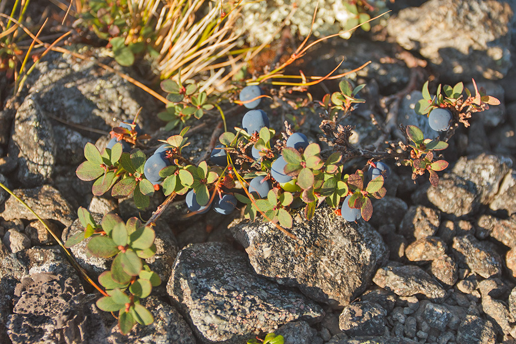 Image of Vaccinium uliginosum ssp. microphyllum specimen.