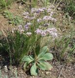 Goniolimon speciosum. Цветущее растение. Иркутская обл., Усть-Ордынский р-н, луг в долине р. Куда, у горы Булен. 15.07.2013.