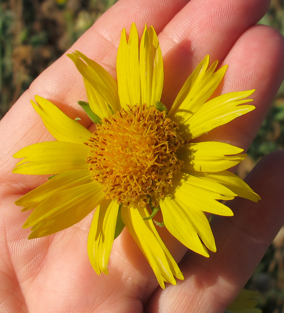 Image of Verbesina encelioides specimen.