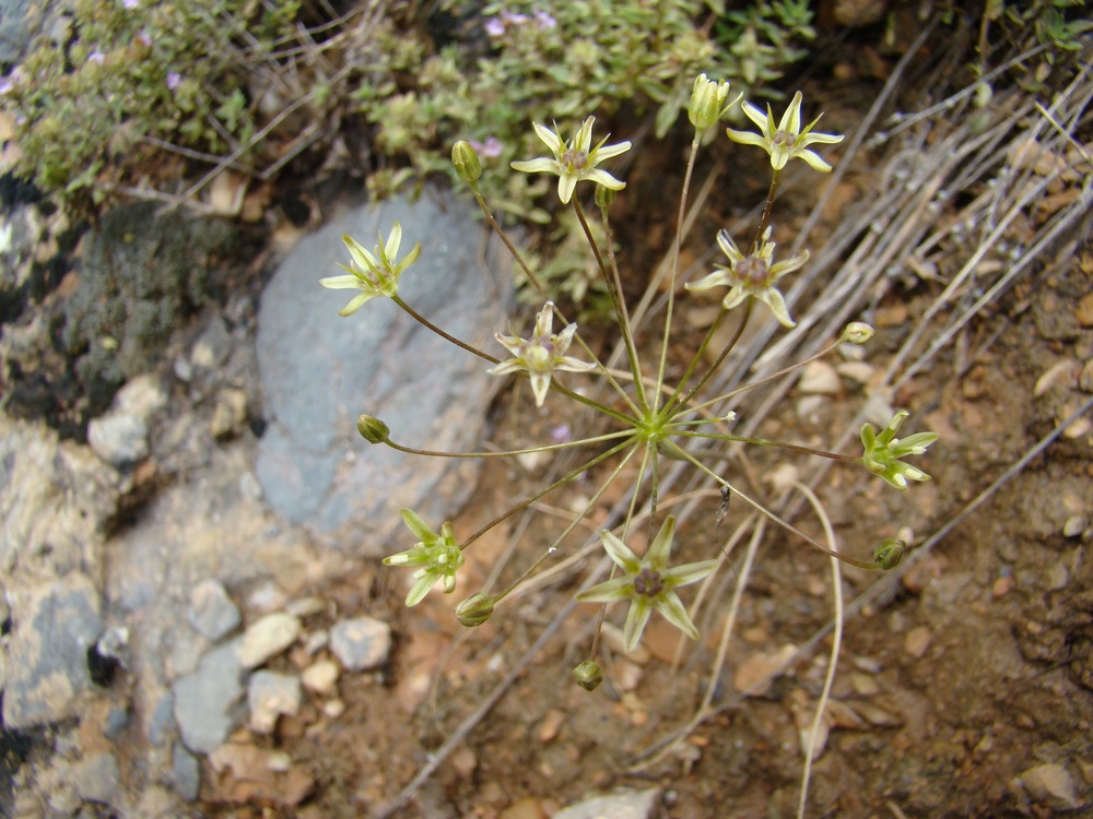 Image of Allium viridiflorum specimen.