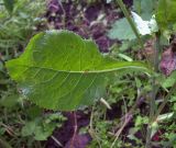 Image of taxon representative. Author is Николай Дегтярёв