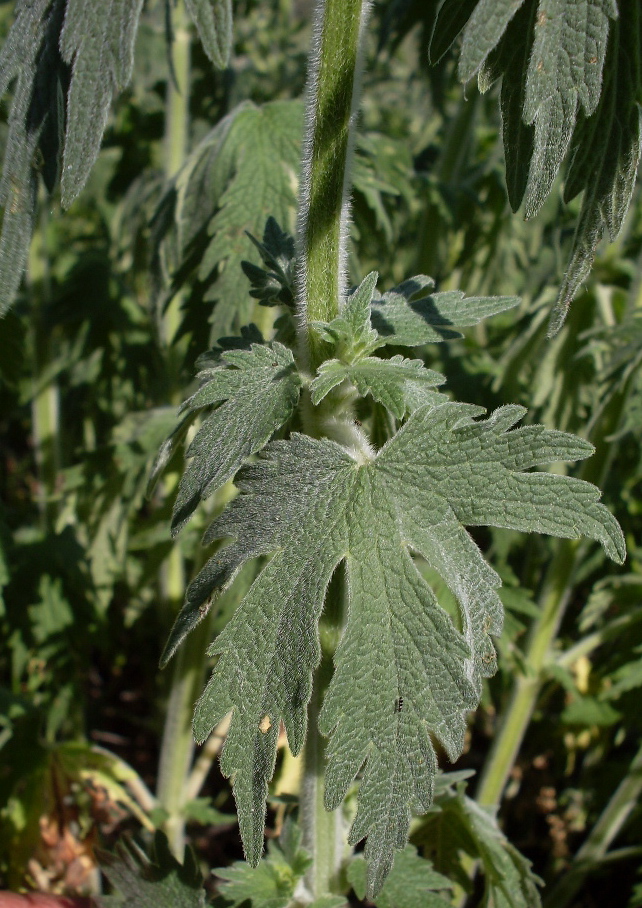 Image of Leonurus quinquelobatus specimen.