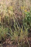 Tanacetum turlanicum. Цветущее растение. Южный Казахстан, южное обрамление перевала Чокпак. 23.06.2013.
