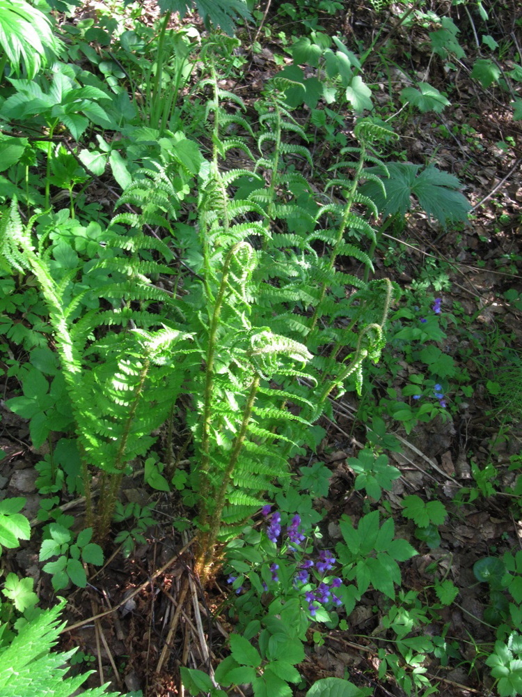 Image of Dryopteris filix-mas specimen.