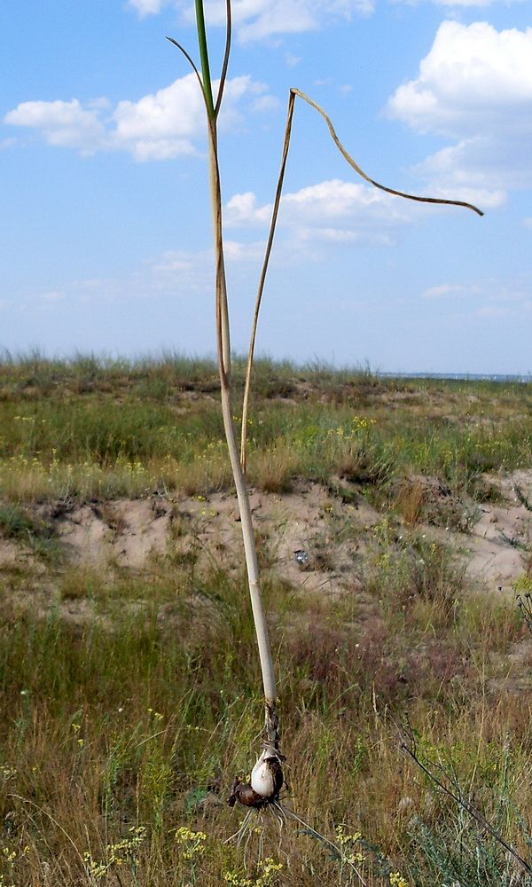 Image of Allium sphaerocephalon specimen.