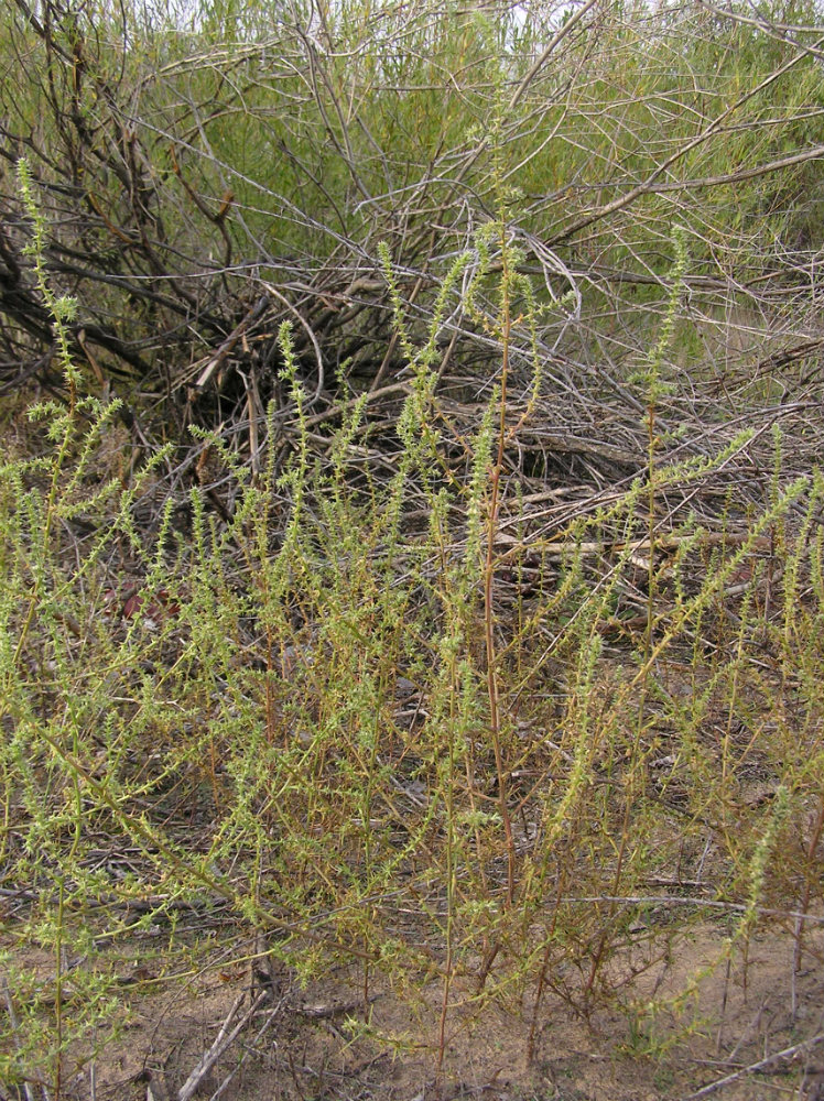 Image of Salsola tragus specimen.