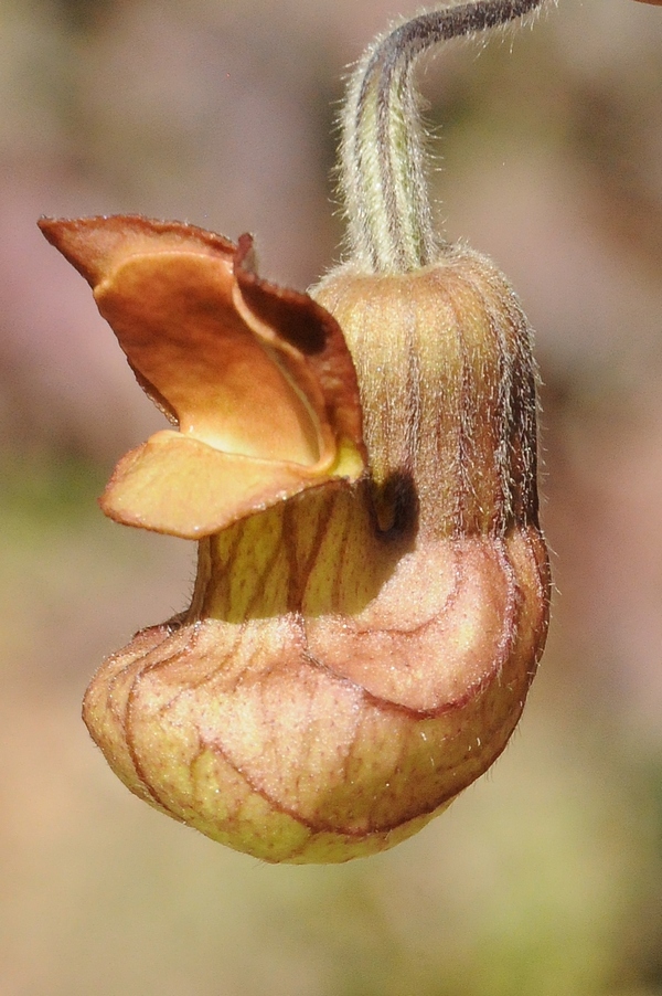 Изображение особи Aristolochia californica.