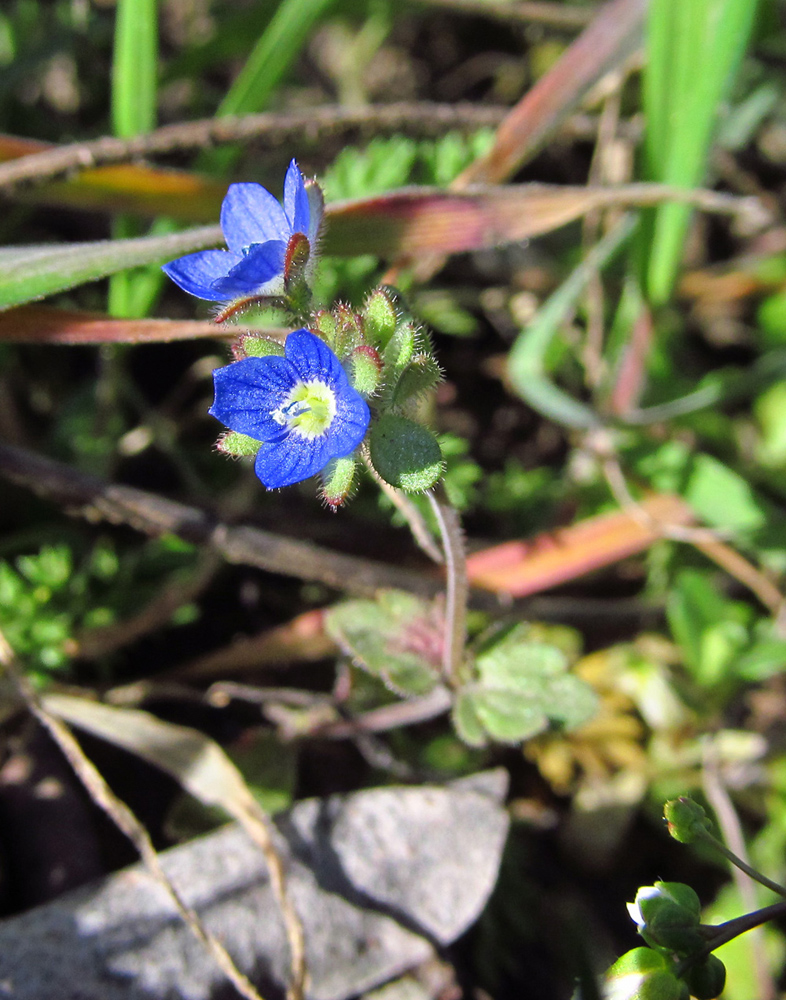 Изображение особи Veronica triphyllos.