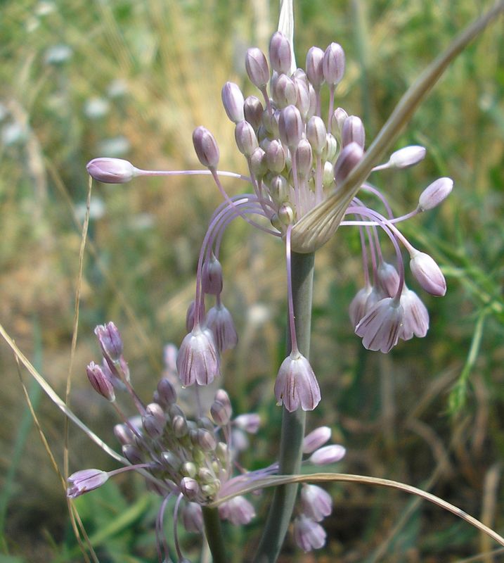 Image of Allium paniculatum specimen.