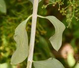Salvadora persica