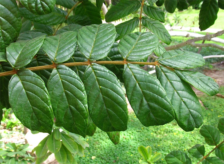 Image of Spathodea campanulata specimen.