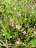 Erodium cicutarium