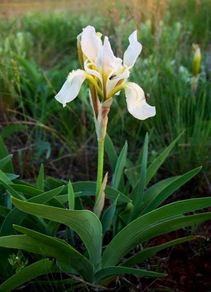 Изображение особи Iris glaucescens.