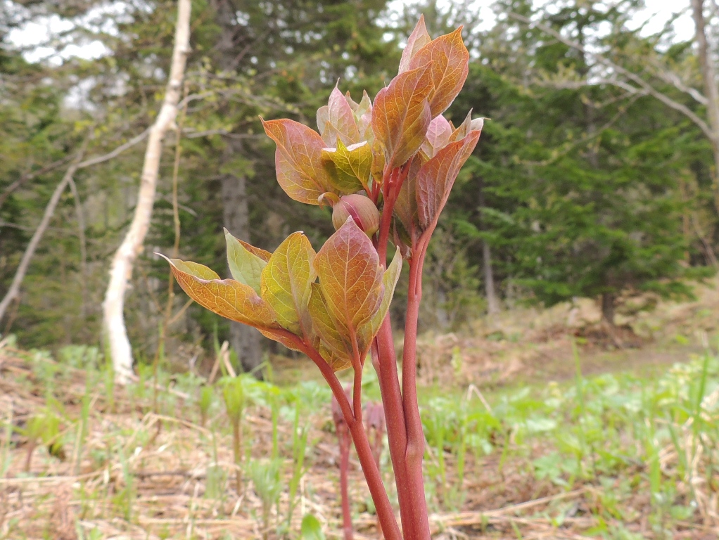 Изображение особи Paeonia obovata.