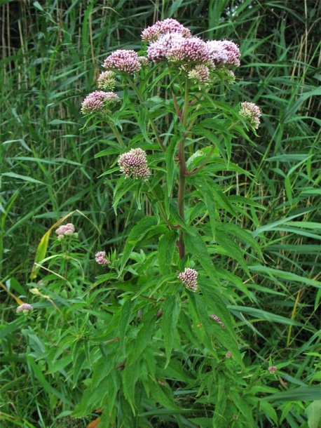 Image of Eupatorium cannabinum specimen.