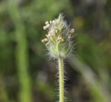 Plantago lagopus