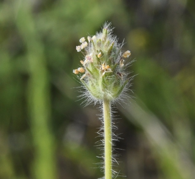 Image of Plantago lagopus specimen.