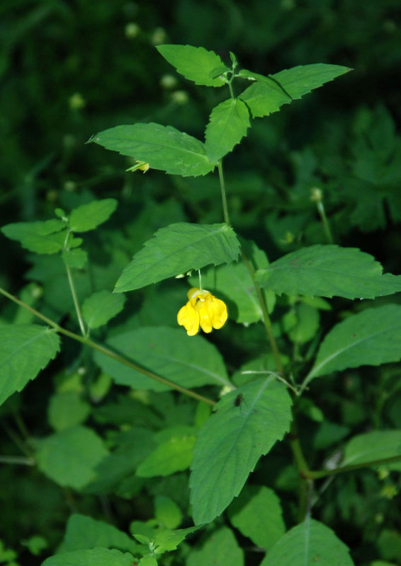 Image of Impatiens noli-tangere specimen.